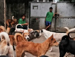 Video Penyiksaan Anjing Viral, Polisi Ungkap Lokasi Asli Bukan di Sragen