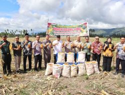 Panen Padi dan Tanam Jagung, Padangsidimpuan Komit Jaga Ketahanan Pangan