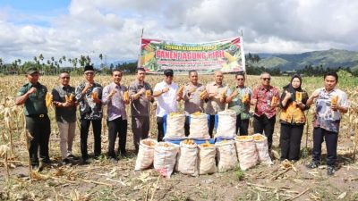 Panen Padi dan Tanam Jagung, Padangsidimpuan Komit Jaga Ketahanan Pangan
