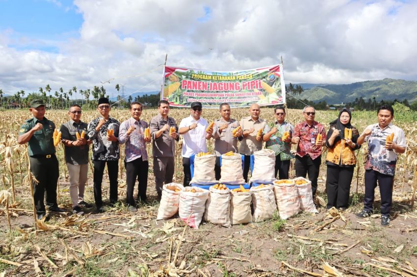 Panen Padi dan Tanam