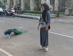 Burung Merak Peliharannya Jadi Tontonan Warga, Bamsoet: Bukan Satwa Dilindungi