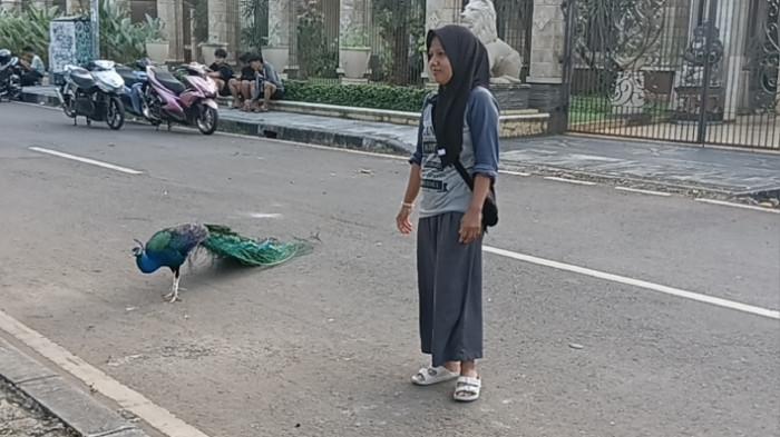 Burung Merak