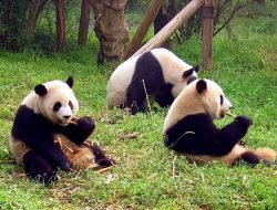 Jepang Tak Lagi Punya Panda untuk Pertama Kalinya Dalam 50 Tahun