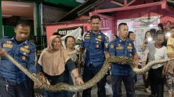 Ular Piton 4 Meter di Situbondo Ditangkap Damkar Ekor Buntung Bikin Evakuasi Sulit