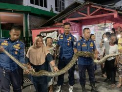 Ular Piton 4 Meter di Situbondo Ditangkap Damkar Ekor Buntung Bikin Evakuasi Sulit