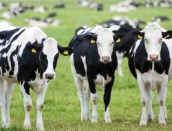 Sapi Raib Saat Ditambatkan di Kebun Tebu Lampung Tengah